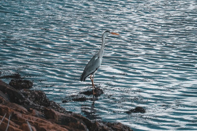 High angle view of grey heron perching at lakeshore