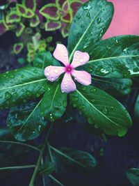 Close-up of water drops on flower