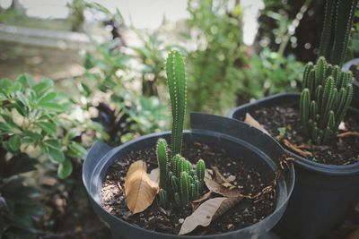 High angle view of potted plants in yard