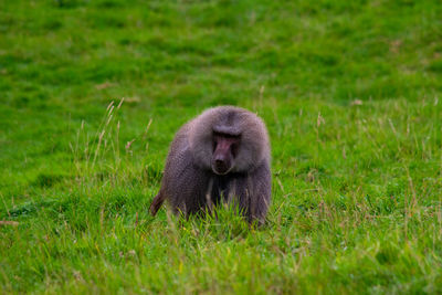 Monkey in a field