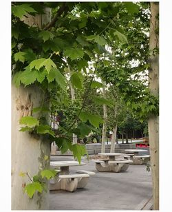 Trees by plants against sky