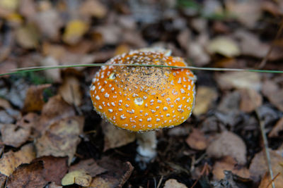 Close-up of fly agaric mushroom on field