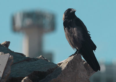 Close-up of bird perching on rock