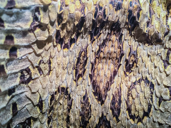 Full frame shot of insect on tree trunk