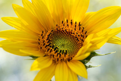 Close-up of sunflower