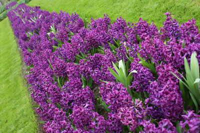 Close-up of purple lavender flowers in field