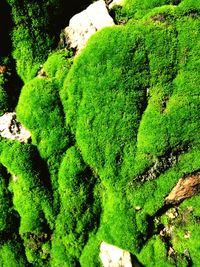 High angle view of moss growing on tree