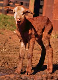 Close-up of cow standing outdoors