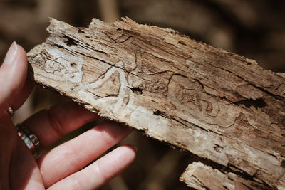 Close-up of hand holding lizard