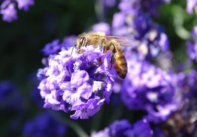 Close-up of bee pollinating on lavender