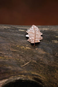 Close-up of leaf on table