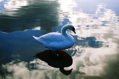 Swan swimming in lake