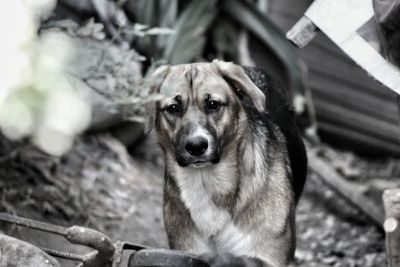 Portrait of dog sitting outdoors