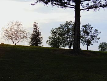 Trees on field against sky