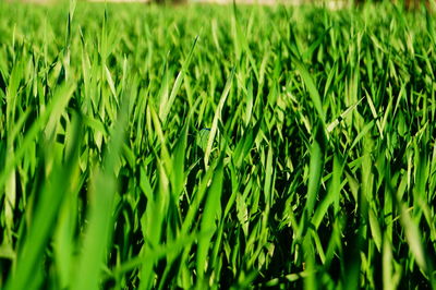 Full frame shot of rice field