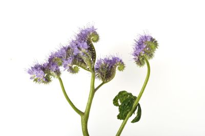 Close-up of flowering plant against white background