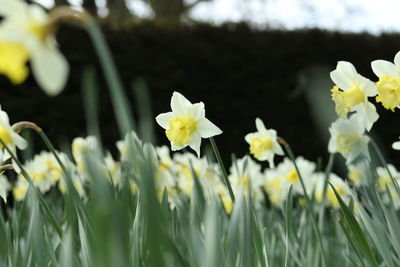 Close-up of flowers blooming outdoors