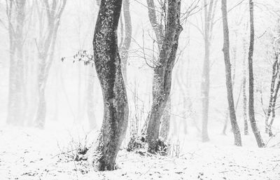 View of trees on snow covered land