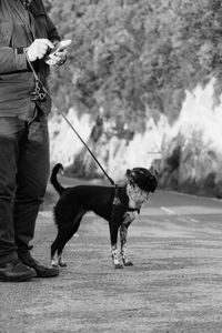 Cropped image of man holding leash of dog while using smart phone at field