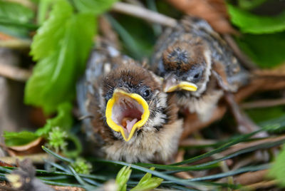 Close-up of a bird