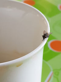 Close-up of fly on leaf