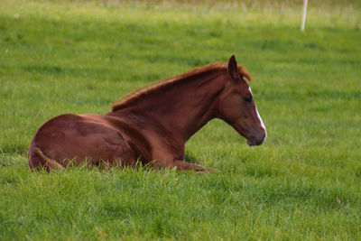 Side view of horse on field