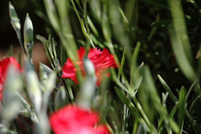 Close-up of red flowering plant