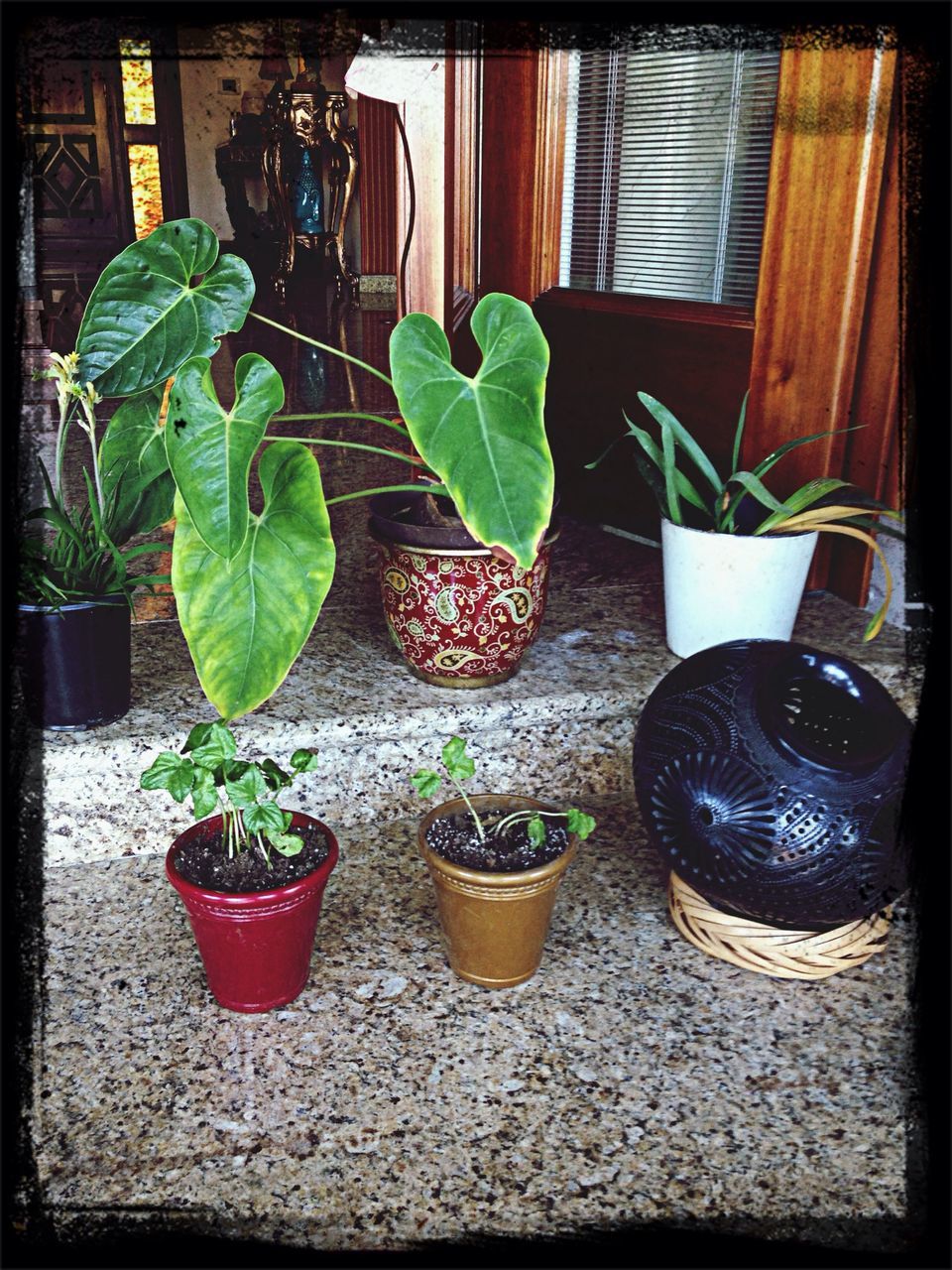 potted plant, plant, leaf, growth, indoors, transfer print, flower, green color, freshness, flower pot, table, auto post production filter, vase, window, close-up, front or back yard, nature, glass - material, fragility, no people