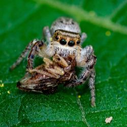 Close-up of spider