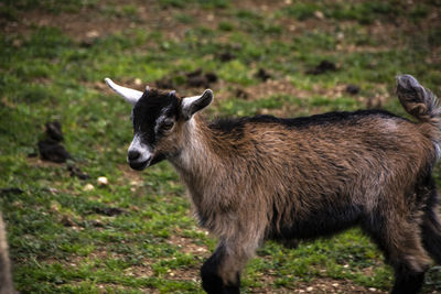 Sheep standing in a field