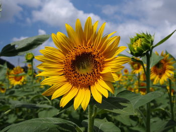 Close-up of fresh sunflower blooming against sky