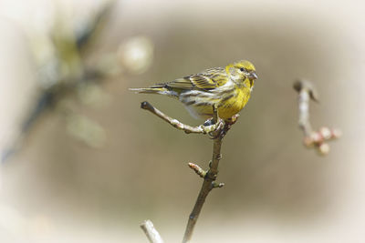 Close-up of bird perching on twig