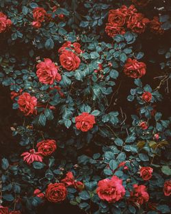 High angle view of red roses