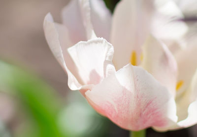 Close-up of pink rose flower