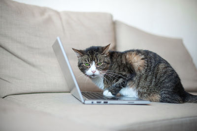 Cute cat using laptop on couch