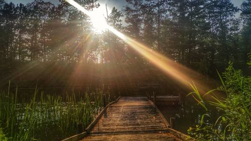 Sun shining through trees