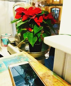 Close-up of potted plants on table at home