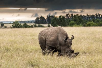 Rhinoceros in a field