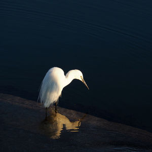 White duck in a lake