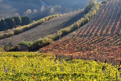 View of vineyard