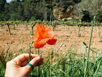 Close-up of hand holding orange leaf on field