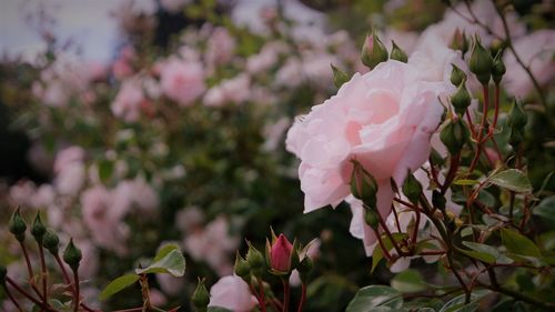 Close-up of pink rose