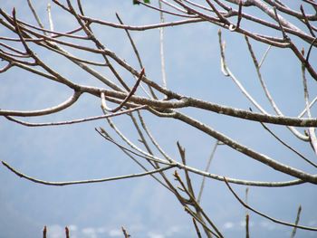 Low angle view of bare tree against sky