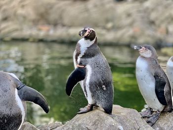 High angle view of penguins on rock