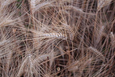 Full frame shot of crops on field