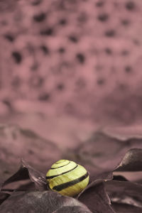 High angle view of shell on leaf