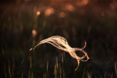 Close-up of grass on field