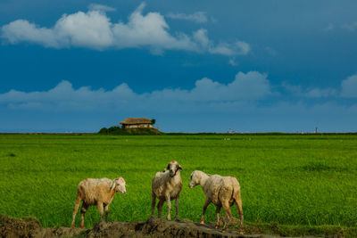Sheep in a field