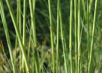 Close-up of grass growing on field