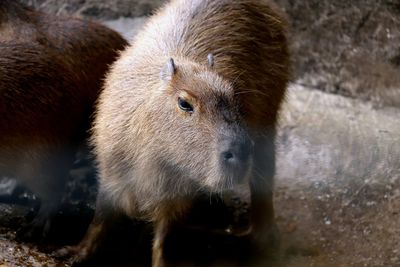 Close-up of an animal on field